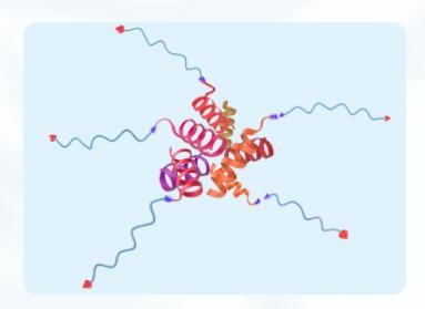 聚乙二醇衍生物的經(jīng)典用途主要包括哪些